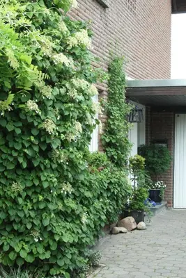 Ein Garten an der Unterkunft Ferienwohnung Illerhues