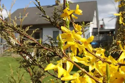Ein Garten an der Unterkunft Gästewohnung WaSa