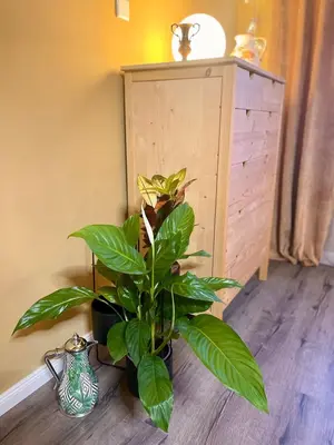 Grundriss der Unterkunft Terracotta Apartment - Zentral, Parken, Netflix, Kontaktloses Einchecken, Kingsize-Bett