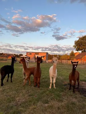 Tiere in der Ferienwohnung oder in der Nähe