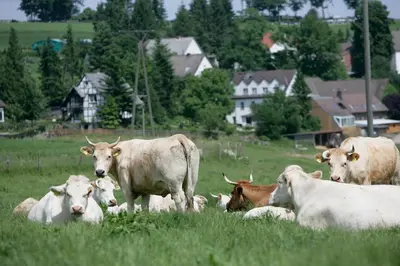 Tiere in der Pension oder in der Nähe