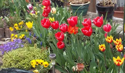 Ein Garten an der Unterkunft Stadtmitte-Iserlohn