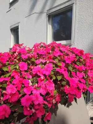 Ein Garten an der Unterkunft Get-your-flat - FeWo 155, 2 Zr Kü & Traum-Retro-Bad, cosy & super sweet, stadtnah & ruhig, Hund nur auf Anfrage,