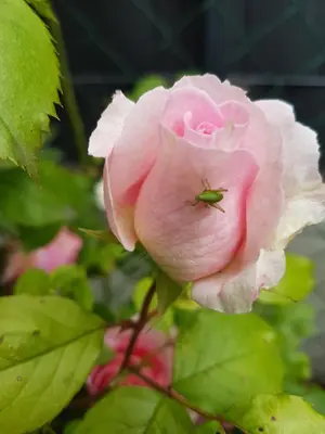 Ein Garten an der Unterkunft Ferienwohnung Hönnetal