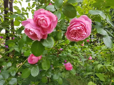 Ein Garten an der Unterkunft Ferienwohnung Hönnetal