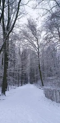 Hemich-Esch im Winter