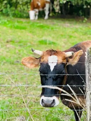 Tiere in der Pension oder in der Nähe