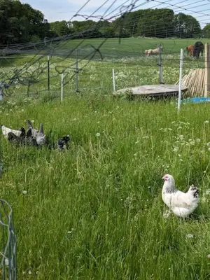 Tiere in der Ferienwohnung oder in der Nähe