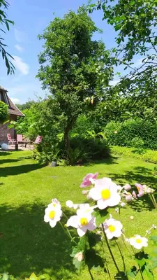 Ein Garten an der Unterkunft Ferienwohnung Exoten-Paradies im Garten Seggewiß - Tierfreie Nichtraucherwohnung in Raesfeld, Kreis Borken