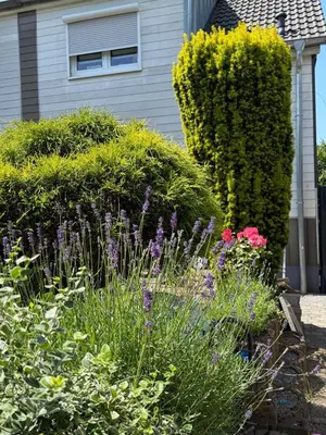 Ein Garten an der Unterkunft Ferienhaus Auf der Drossel
