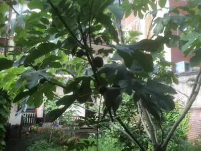Ein Garten an der Unterkunft Atelier le Camp