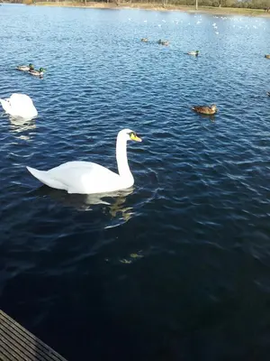 Tiere in der Ferienwohnung oder in der Nähe