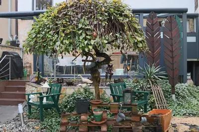 Ein Garten an der Unterkunft Pension Gladbeck - Ihre Pension im Ruhrgebiet