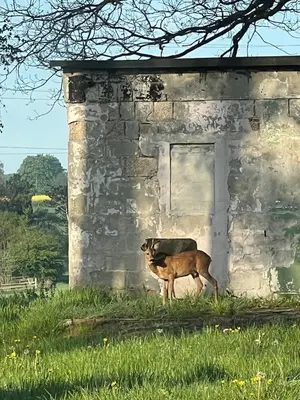Tiere in der Ferienwohnung oder in der Nähe