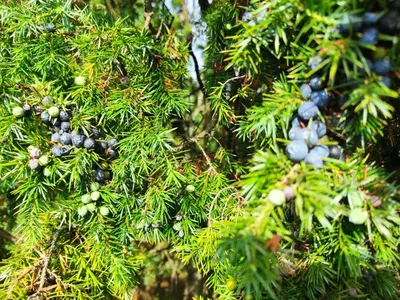 Ein Garten an der Unterkunft Mamat Ferienwohnungen
