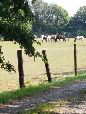 Tiere in der Ferienwohnung oder in der Nähe