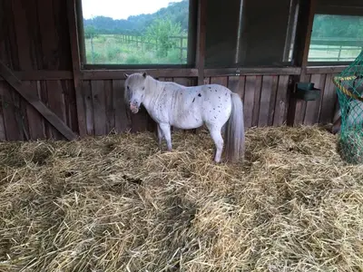 Tiere in der Ferienwohnung oder in der Nähe