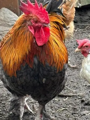 Tiere in der Ferienwohnung oder in der Nähe