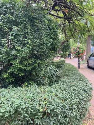 Ein Garten an der Unterkunft Premium Ruhiges ganzes Apartment 90 m 2 Schlafzimmer große Küche Wohnzimmer