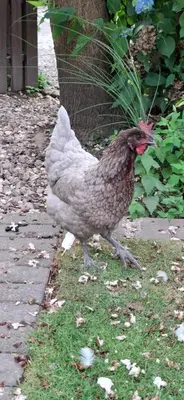 Tiere in der Ferienwohnung oder in der Nähe