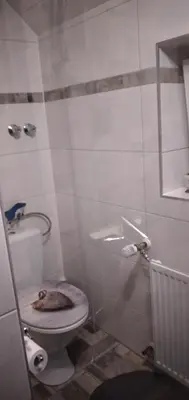 Ein Badezimmer in der Unterkunft Schneeglöckchen