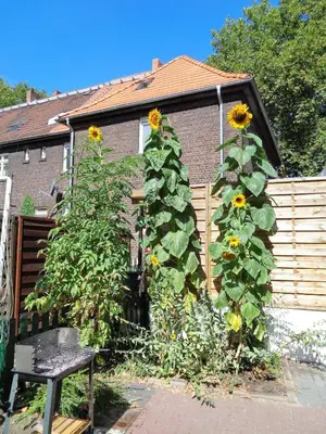 Ein Garten an der Unterkunft Big House in Duisburg - maximal 6 Persons with Garden