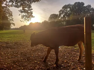 Tiere in der Ferienwohnung oder in der Nähe