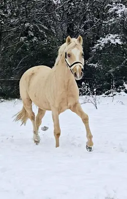 Tiere im Hotel oder in der Nähe