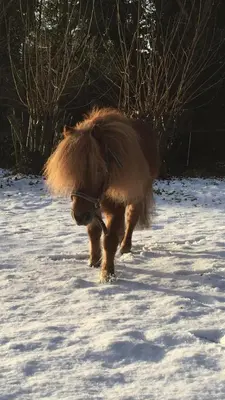 Tiere im Hotel oder in der Nähe
