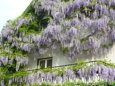 Ein Garten an der Unterkunft Elektro-Hotel Rosenhaus GmbH