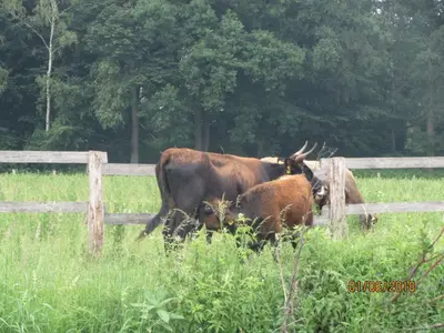 Tiere in der Ferienwohnung oder in der Nähe