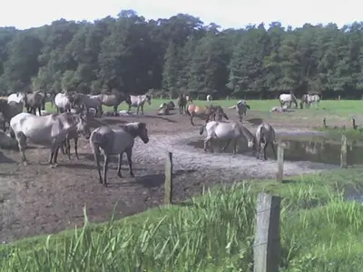 Tiere in der Ferienwohnung oder in der Nähe
