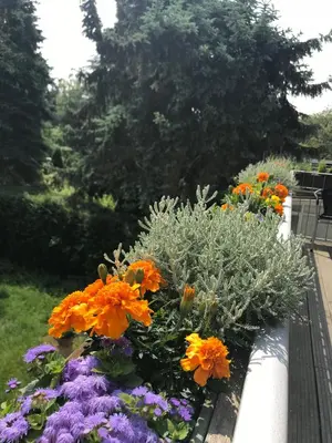 Ein Garten an der Unterkunft Apartmenthaus Sonnen