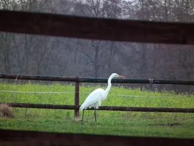 Tiere in der Ferienwohnung oder in der Nähe
