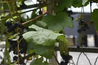 Ein Garten an der Unterkunft My Home - Ferienwohnung