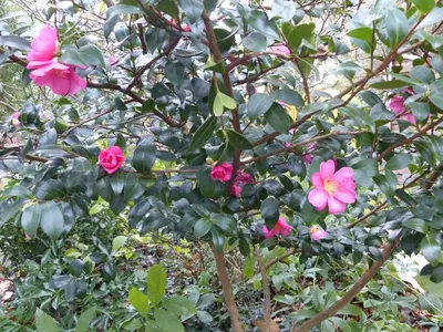 Ein Garten an der Unterkunft Prinz Ole