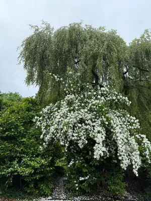 Ein Garten an der Unterkunft Prinz Ole
