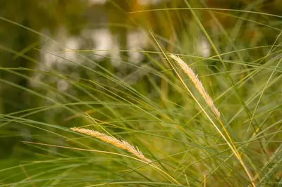 Grundriss der Unterkunft Ferienhäuser Seepark Ternsche