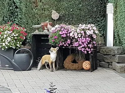 Haustiere von Gästen der Unterkunft Dachgeschoss35
