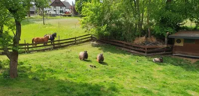 Tiere in der Ferienwohnung oder in der Nähe