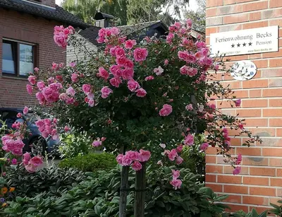 Ein Garten an der Unterkunft Ferienwohnung und -Zimmer Becks