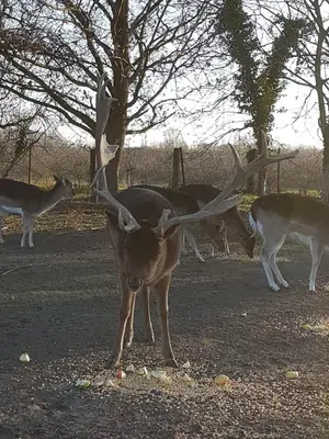 Tiere in der Ferienwohnung oder in der Nähe