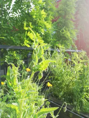 Ein Garten an der Unterkunft Bertha´s Home