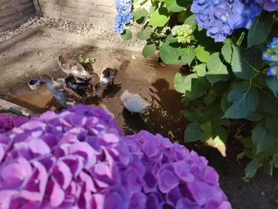 Ein Garten an der Unterkunft Landhotel Zum Hasen Hein