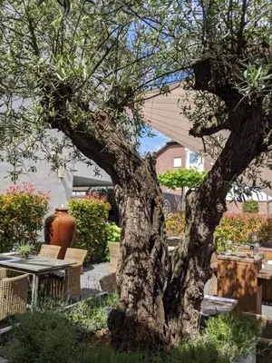 Ein Garten an der Unterkunft Hotel Schmachtendorf