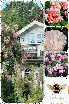 Ein Garten an der Unterkunft FW Bines Rosengarten