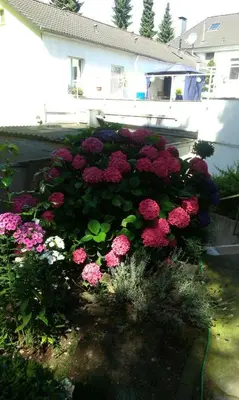 Ein Garten an der Unterkunft Hotel Hölscher