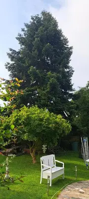 Ein Garten an der Unterkunft Bungalow an der Tanne mit überdachter Terrasse