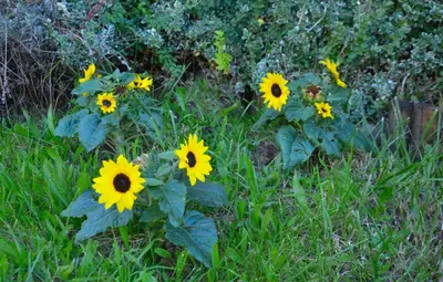Ein Garten an der Unterkunft Schicke & helle Wohnung in Mülheim an der Ruhr