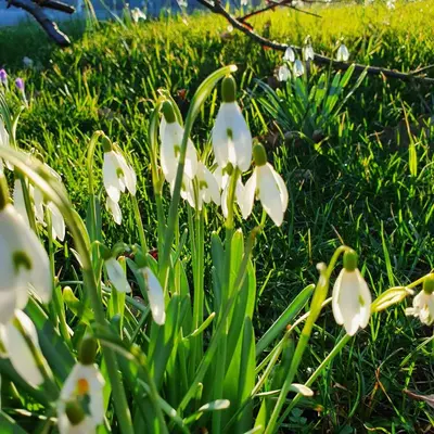 Ein Garten an der Unterkunft 1Step2AllNature Tinyhouse